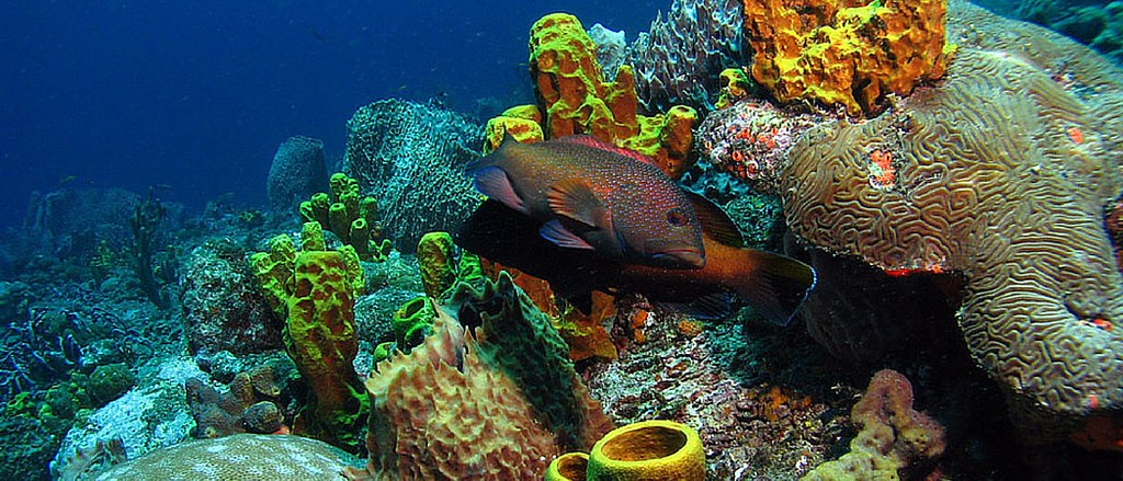 Villas in Tobago Diving in Tobago